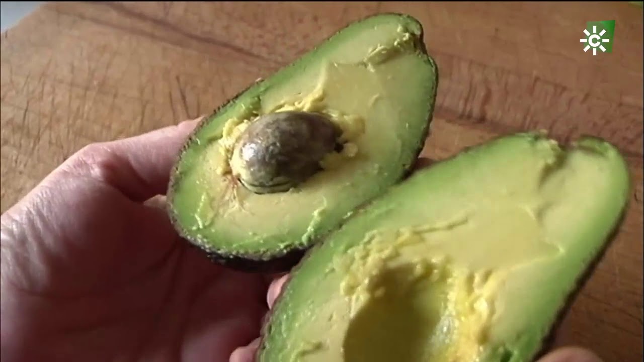 Aguacates de Motril, Granada