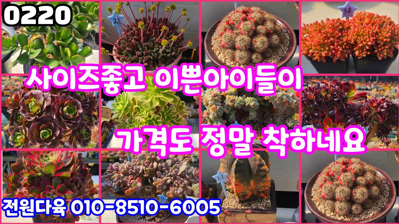 26년02월20일 #전원다육 010-8510-6005 #다육판매 #화분판매 #사이즈좋고 군생. 이쁜아이들이 가격도 착해요