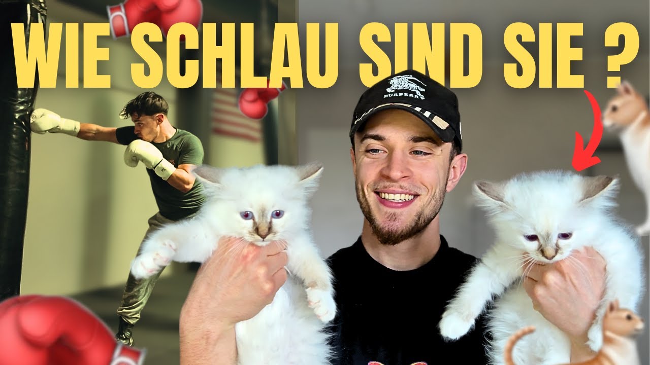 Mein verrückter Alltag mit 4 Hunden & 17 Katzen 🐾 | wie schlau sind Katzenbabys wirklich?