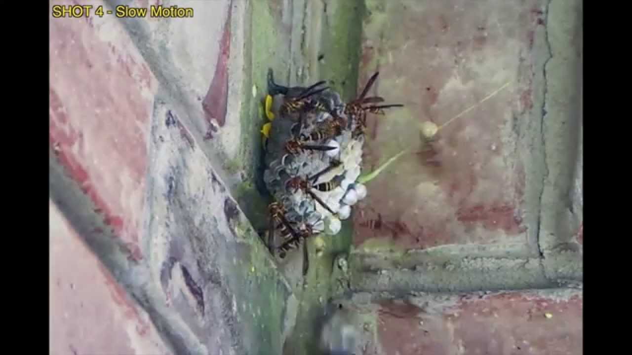 Shooting a huge wasp nest with paintballs