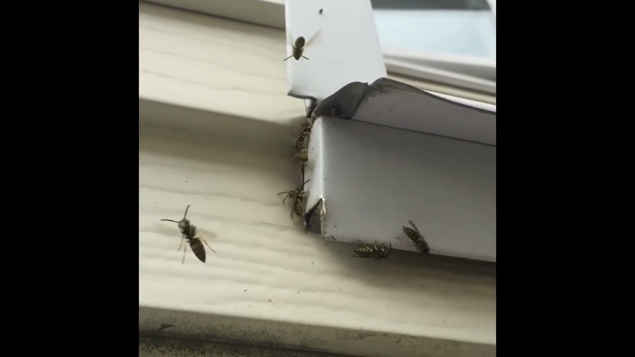 aggressive Yellowjackets@PestControlCanada