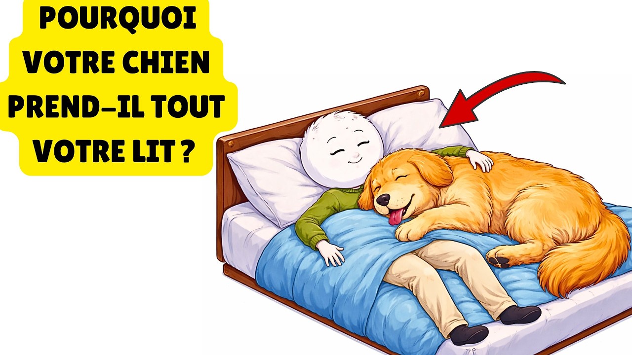 La psychologie des chiens qui dorment avec vous (ce qu’ils essaient de vous dire)