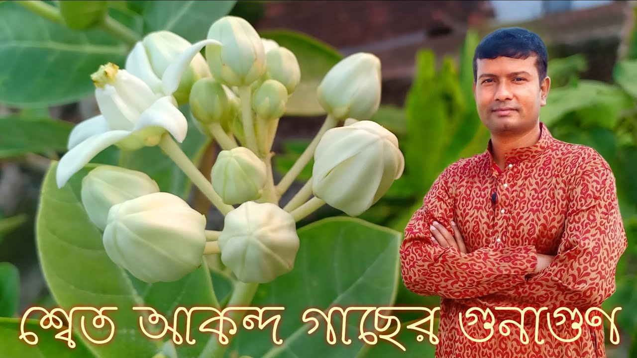 বাস্তুতে শ্বেত আকন্দের গুনাগুণ | সাদা আকন্দ গাছের গুনাগুণ | Aak ke fayde in Bengali