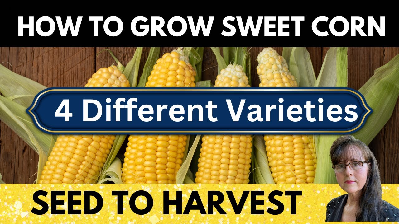 Growing Sweet Corn | SEED to HARVEST | AMAZING! 4 Varieties