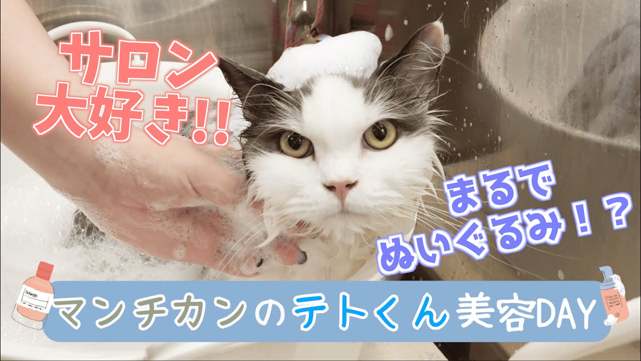 【ぬいぐるみ！？】サロン大好き猫ちゃんの美容DAY / 猫専門サロン