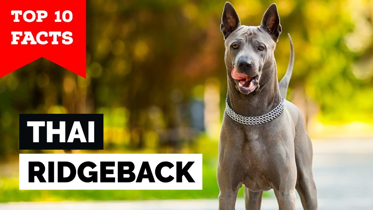 Thai Ridgeback - Top 10 Facts