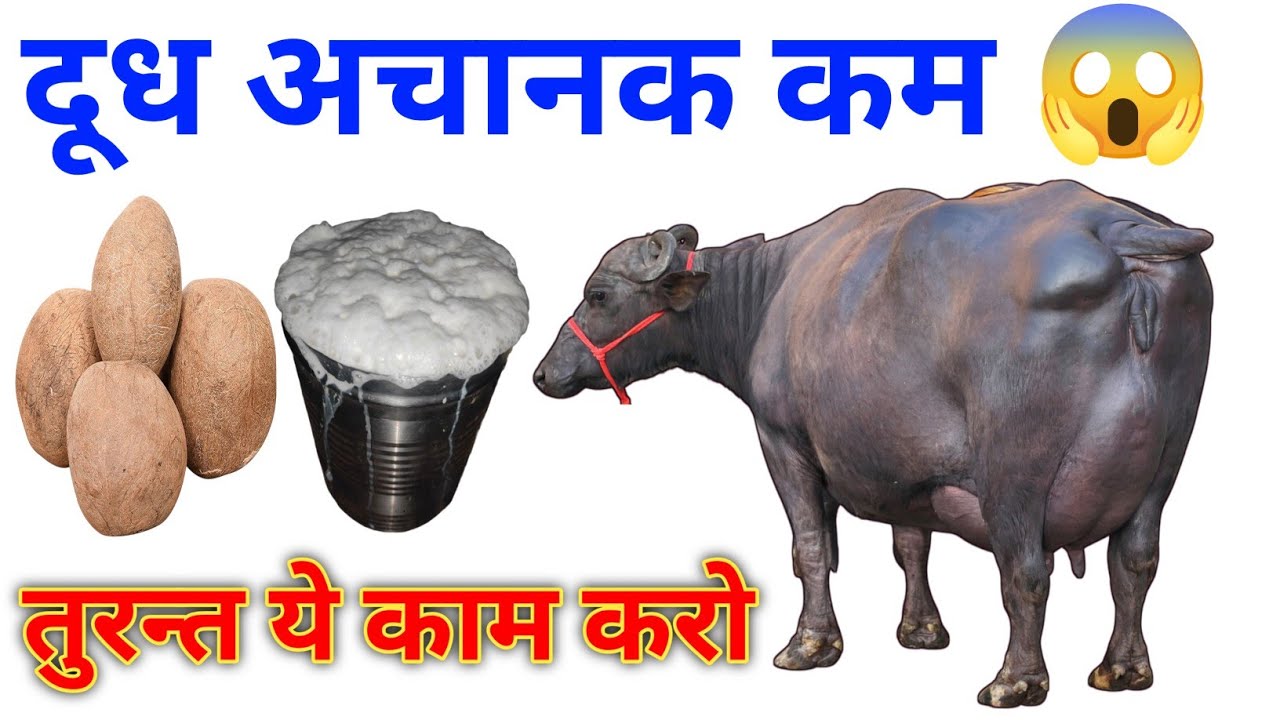 सर्दी आते ही भैंस का दूध कम क्यों? 😱 दाना बढ़ाया फिर भी दूध नहीं बढ़ रहा &mdash; असली कारण जान लो