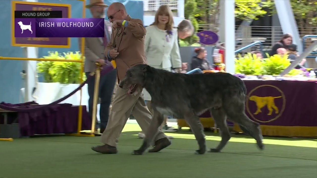 Irish Wolfhounds | Breed Judging 2023