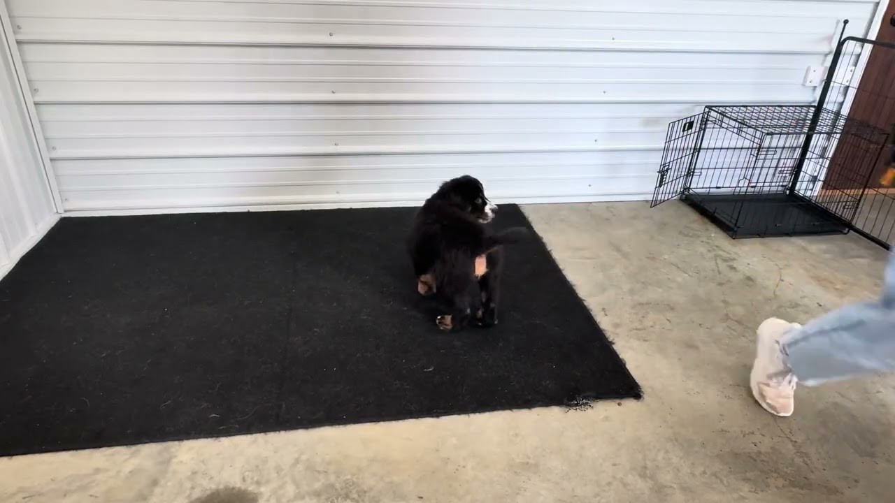 Blue - Transitional training showcase video