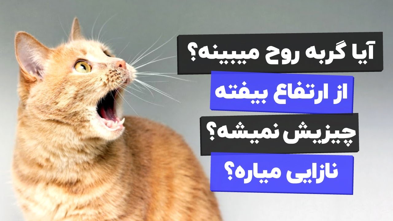 🤔باورهای عجیب در مورد ما گربه ها😲  و راست و دروغ بودن اونا
