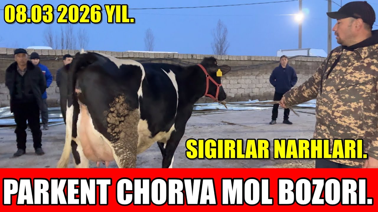 TOSHKENT VIL, PARKENT TUMANI, BOYQOZON QO’RG’ONI, CHORVA MOL BOZORI,SIGIRLAR NARHLARI.