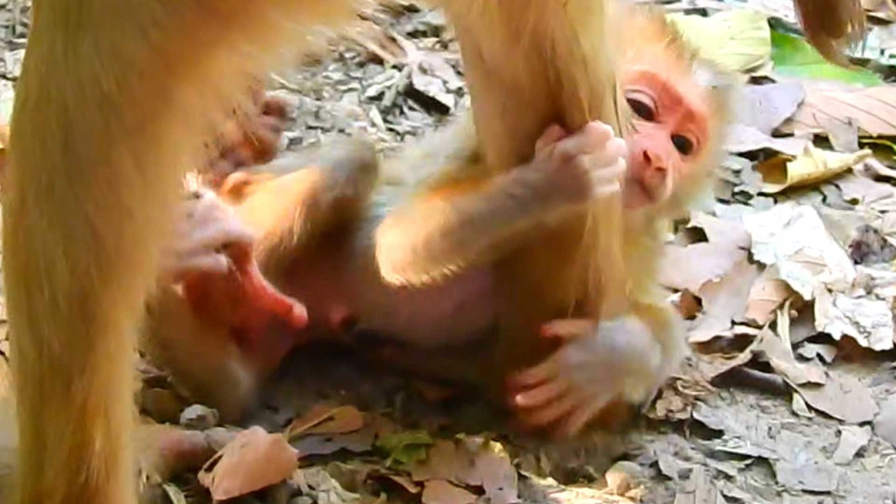 Mother Monkey Loyce Gently Encourages Newborn Lucan to Stand and Walk