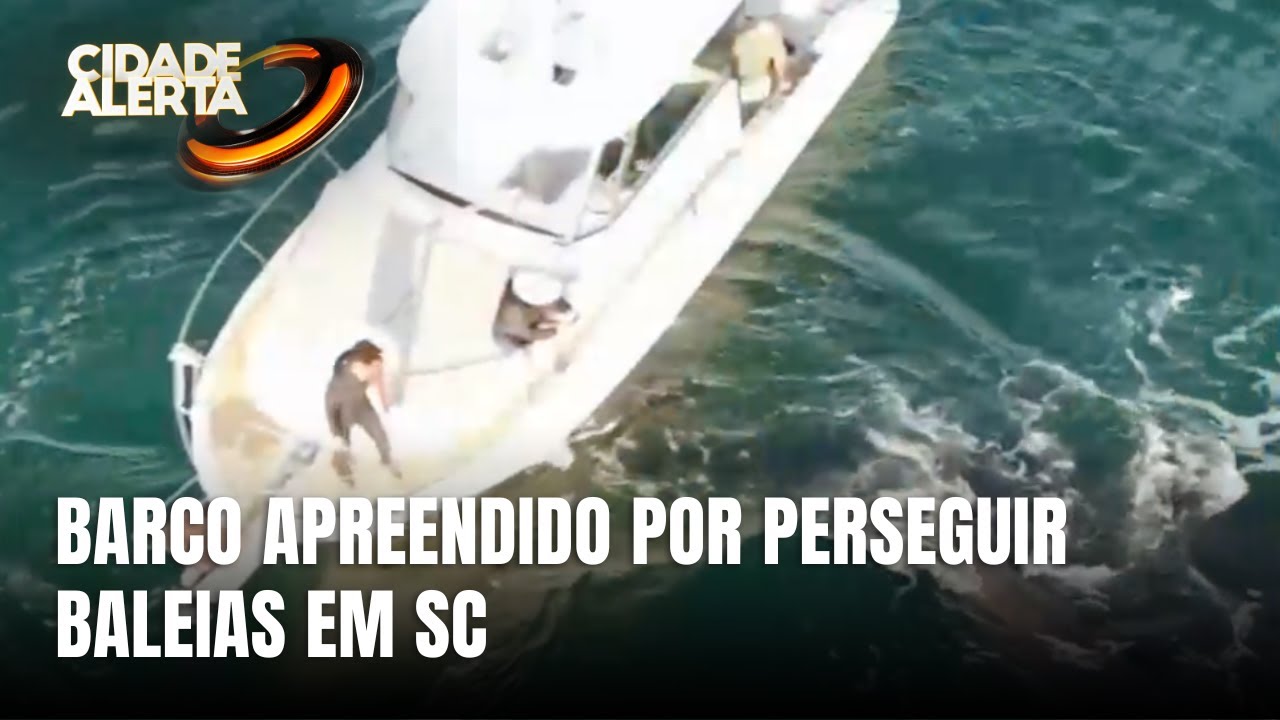 Embarcação apreendida por perseguir baleias-franca em Florianópolis