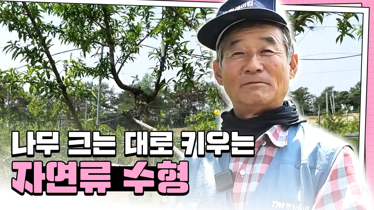 도장지에 착과 해서 수량 1.5배 늘리는 재배법