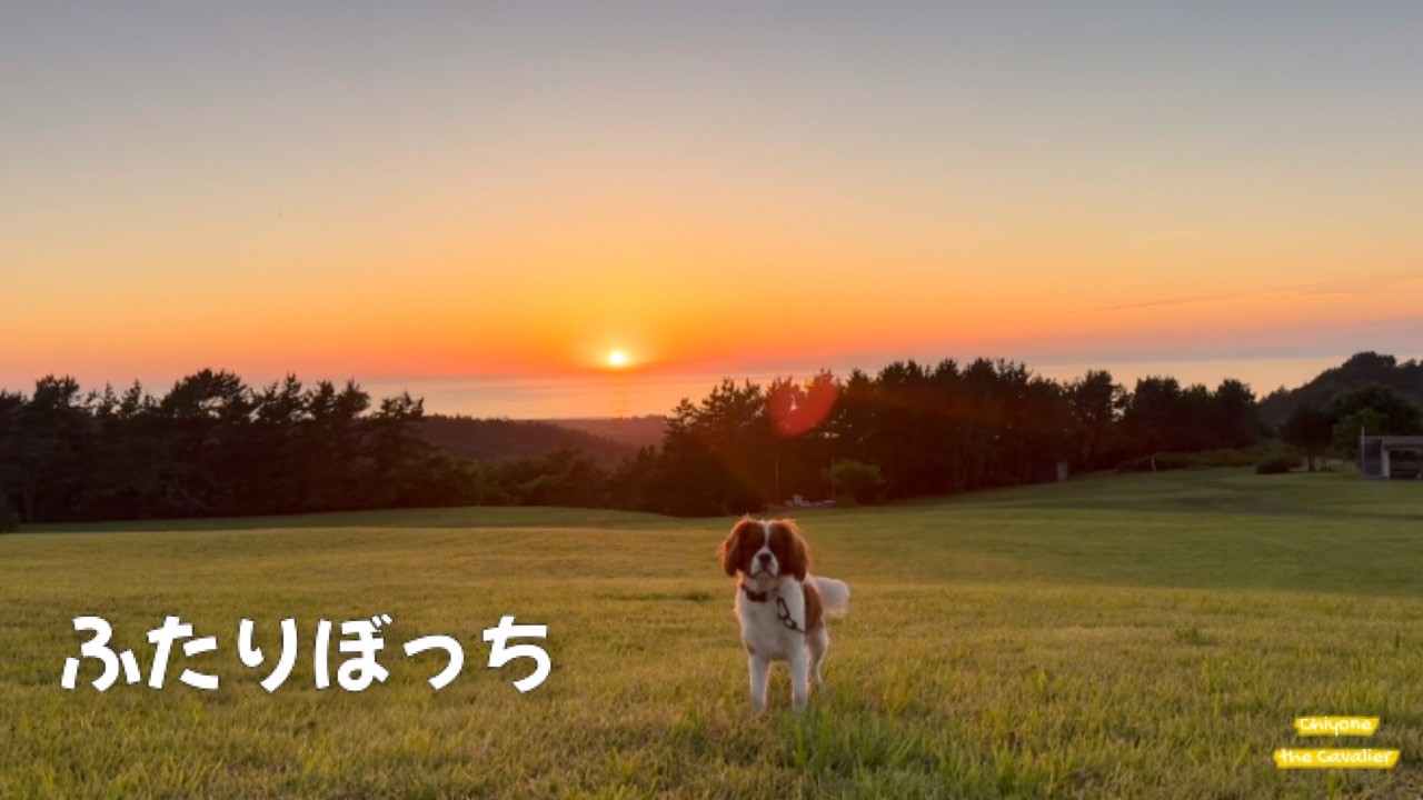 夕日に染まるキャンプ場で、ちよねさんとふたりぼっち【道南ぐるっと一周 part4】 [犬連れ北海道旅行 キャバリア]