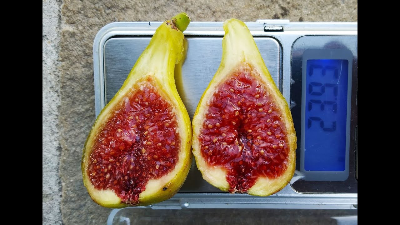 Инжир Клубничный Верте. Сезон 2020 (Strawberry Verte fig. Season 2020)