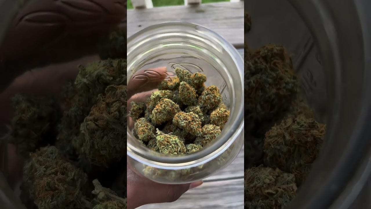 Zkittlez Auto 🍬 Fast Buds | Hybrid