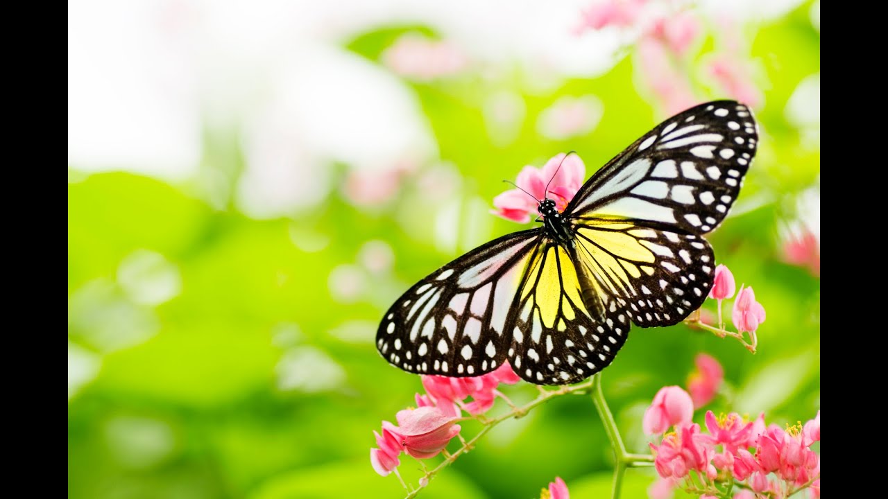 Butterfly Sanctuary: Guided Meditation for Peaceful Mind (Spoken word visualization)