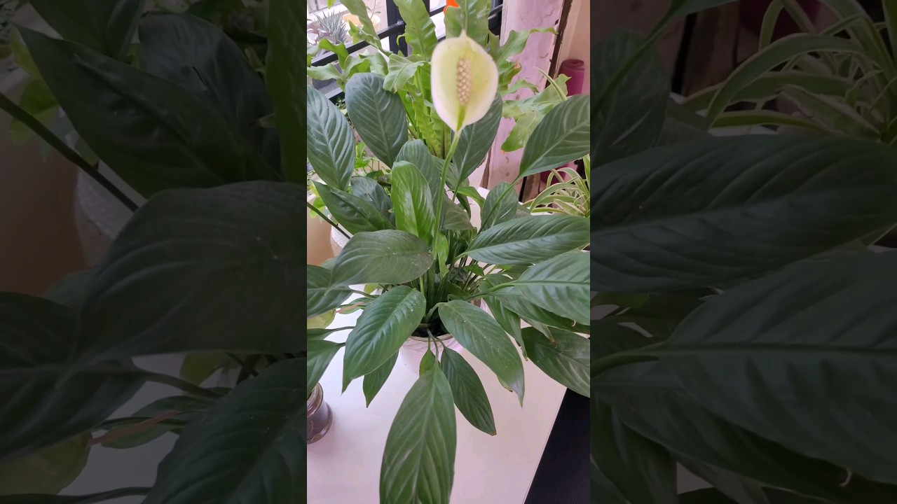 Secrets to Thriving Peace Lily Indoors #plantcare