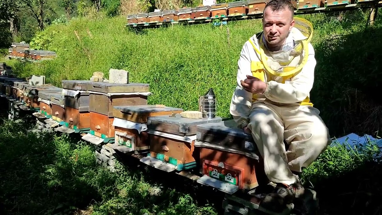 Arıların sonbahar bakımı besleme yavru çürüklüğü ana kontrolu