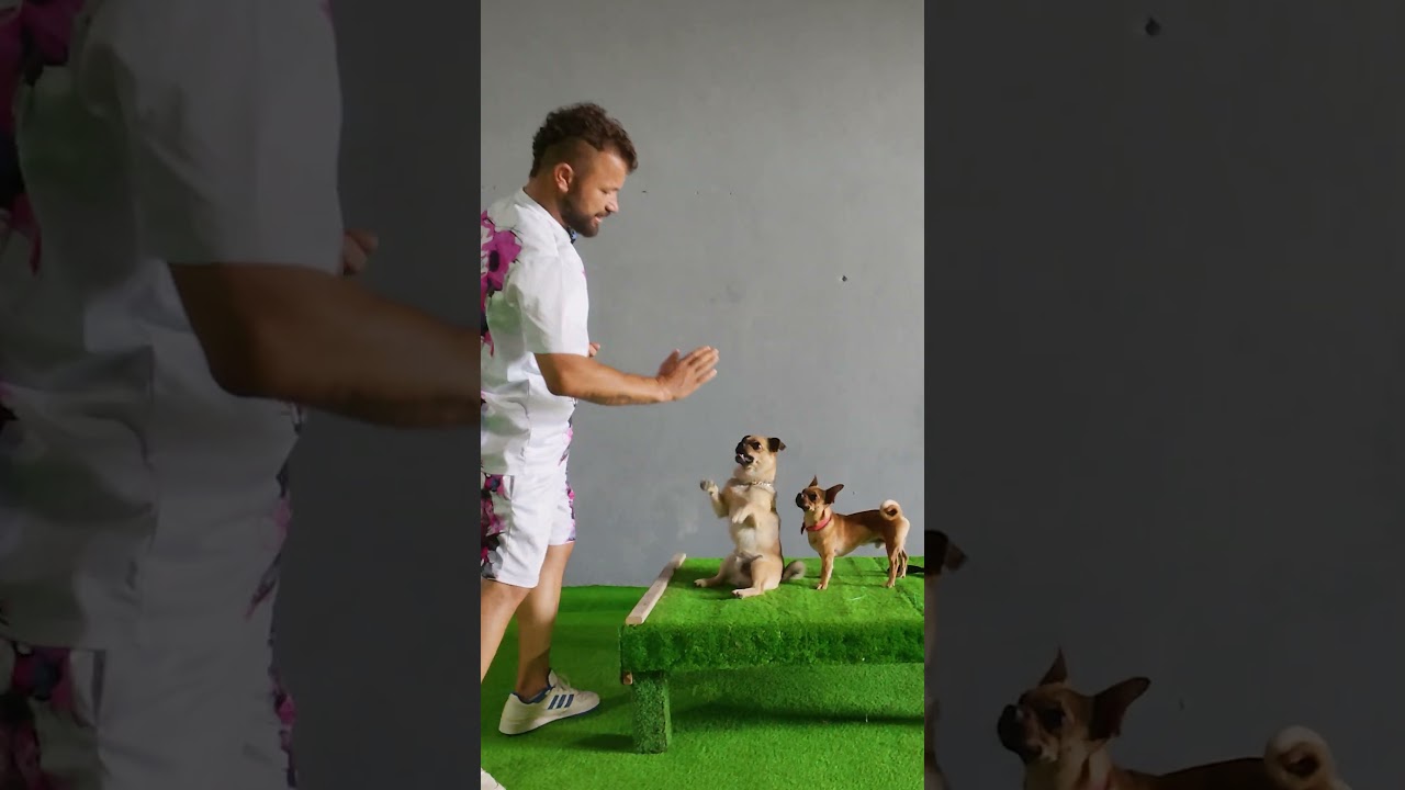 K&ouml;pek Eğitimi G&ouml;rmek İsteyen İzlesin!