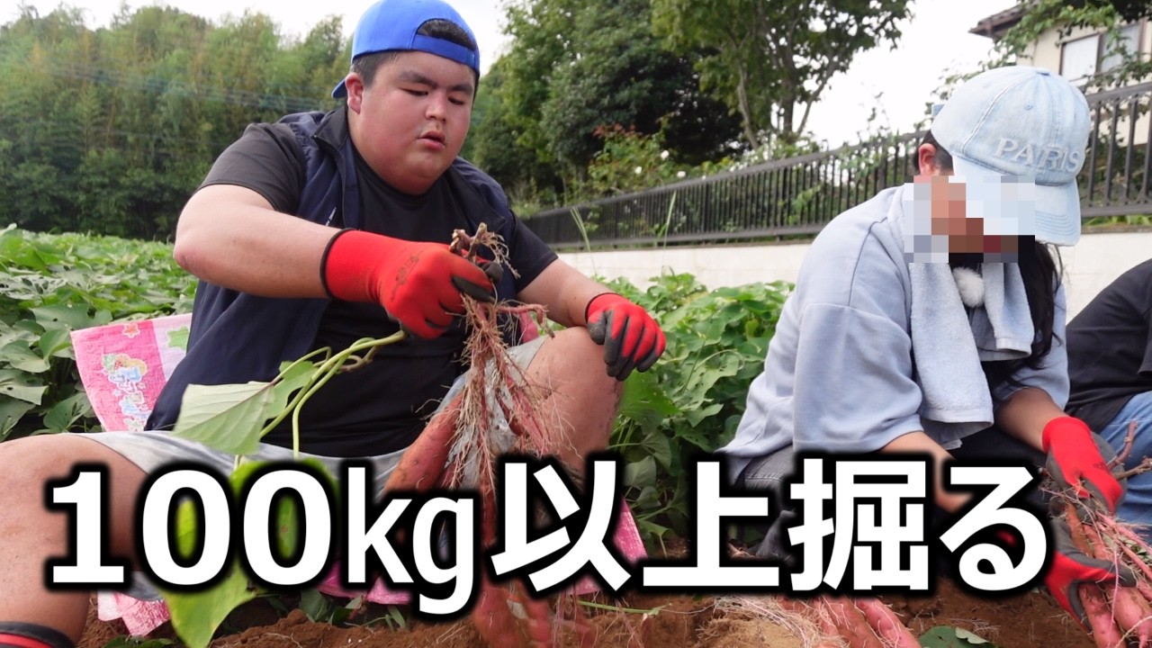 農家さんに100株以上さつまいもを掘らせていただきました！
