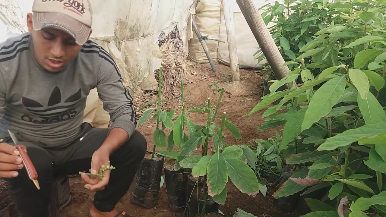 أسهل وأفضل أربع طرق مختلف للتطعيم شتلات الأفوكادو مع نسبة نجاح عالية يبدأ تطعم أفوكادو من شهر7 حتى12