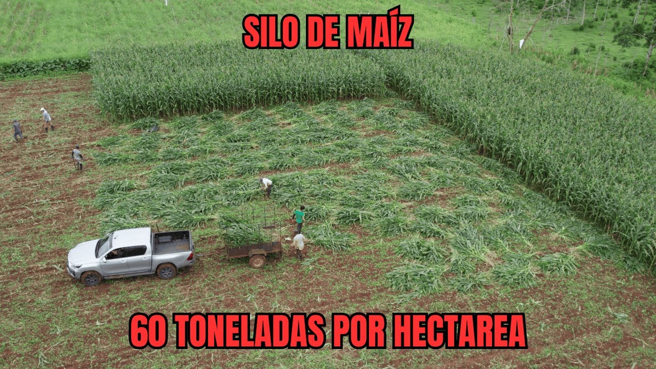SILO de MAÍZ: ¡Así lo hacemos NOSOTROS!