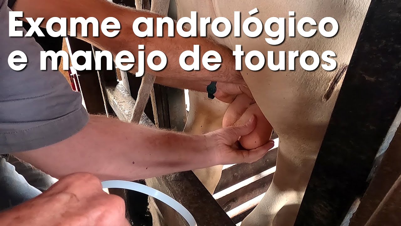 EXAME ANDROLÓGICO E MANEJO DE TOUROS NELORE