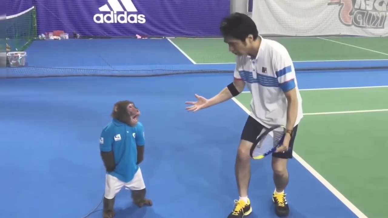 Monkey Throws Towel