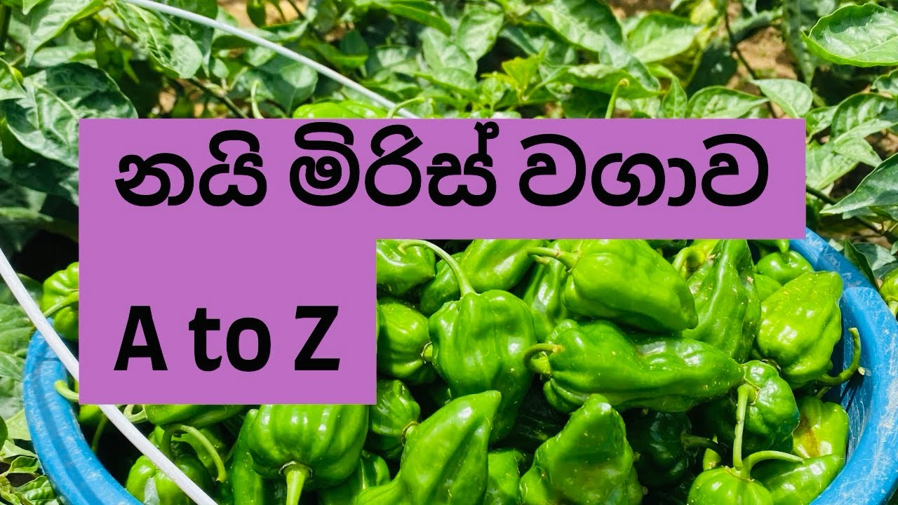 නයි මිරිස් වගාව A to Z . Nai miris wagawa A to Z.
