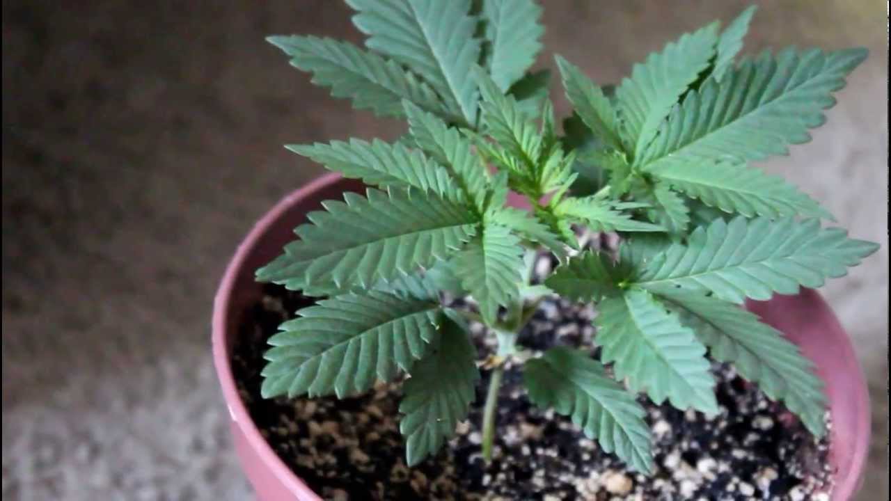 cfl grow/ the social grow/ sick meds/ chupa/the  infirmary