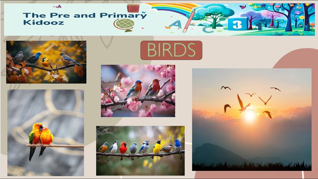 🐦 Birds – A fun and simple learning video for kids by The Pre & Primary Kidooz!