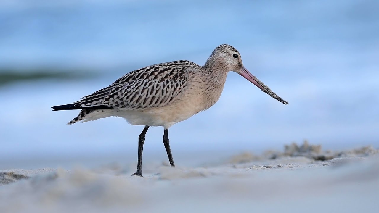 Szlamnik - Limosa lapponica - Bar-tailed godwit - Krynica Morska wrzesień 2021