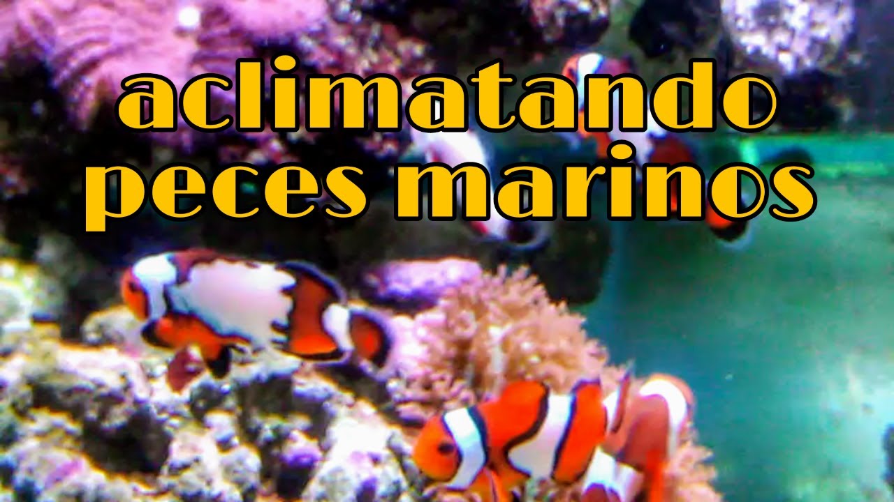 aclimatar a mis peces marinos