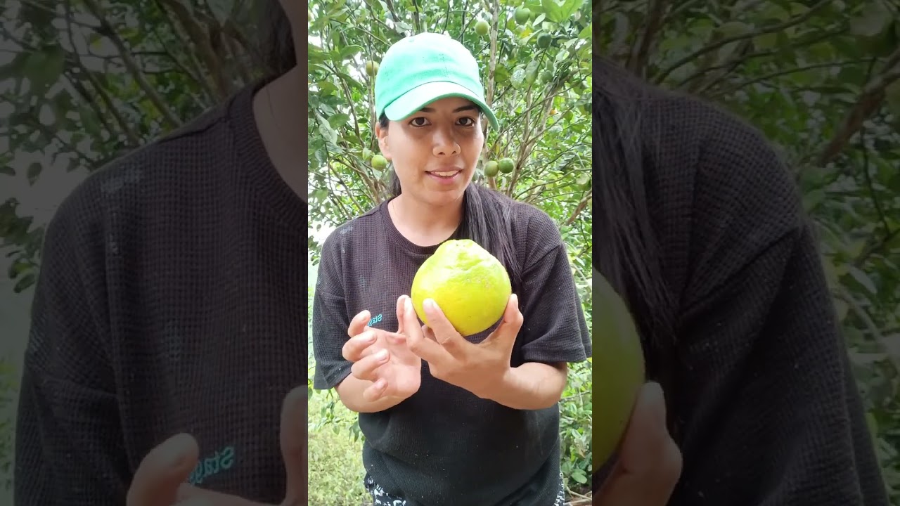 Hoy probé todos los tipos de naranjas que tenemos en la finca  | Cesibel Peña 🤠🌳🍃🇪🇨