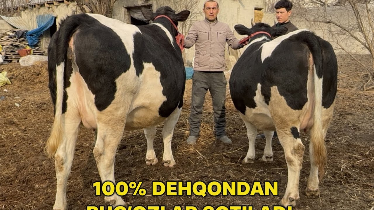 🚨DIQQAT 🚨🔥 100% DEHQONDAN 🔥🐄💥 SIZ QIDIRGAN BUG‘OZLAR 💥🐄⚡️ SHOSHILING! BUNAQASI KAM CHIQADI! ⚡️