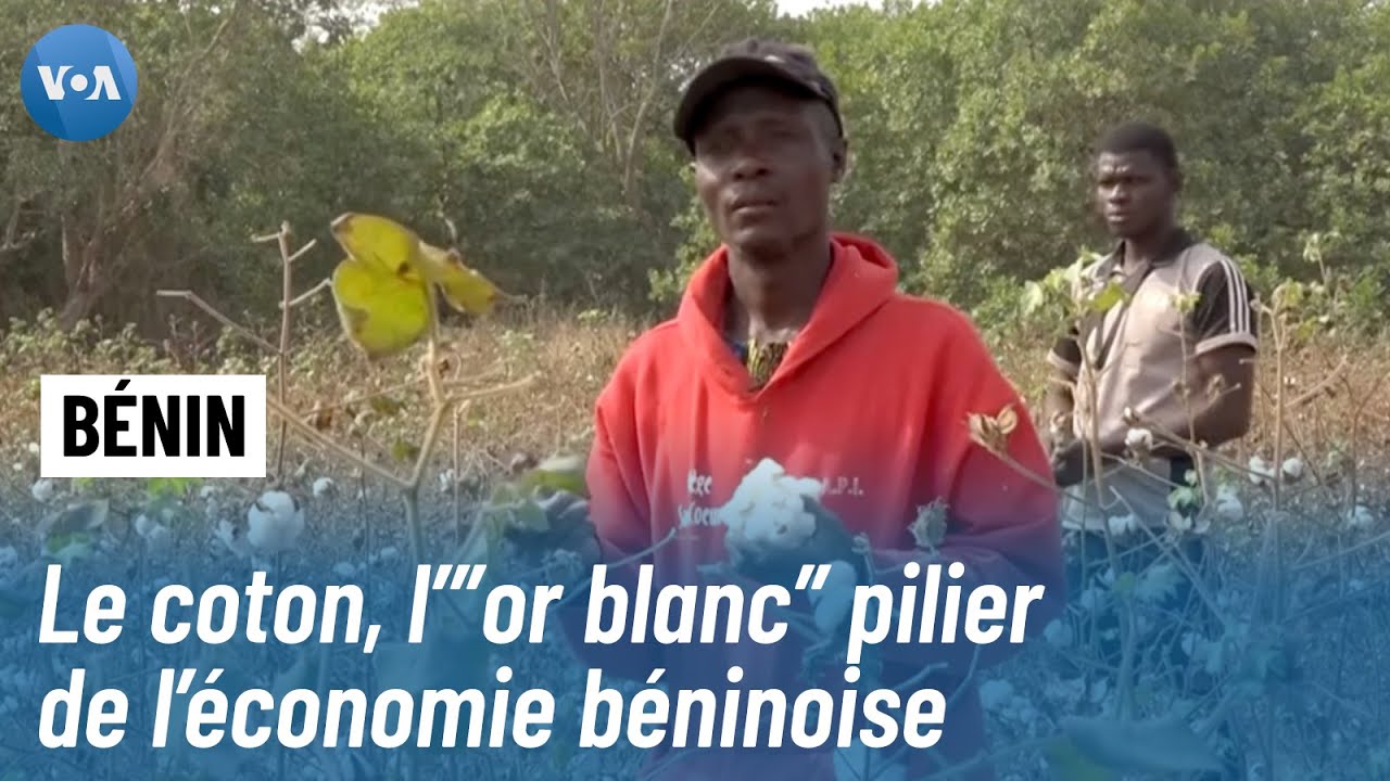 Bénin : L’ambitieuse transformation du coton