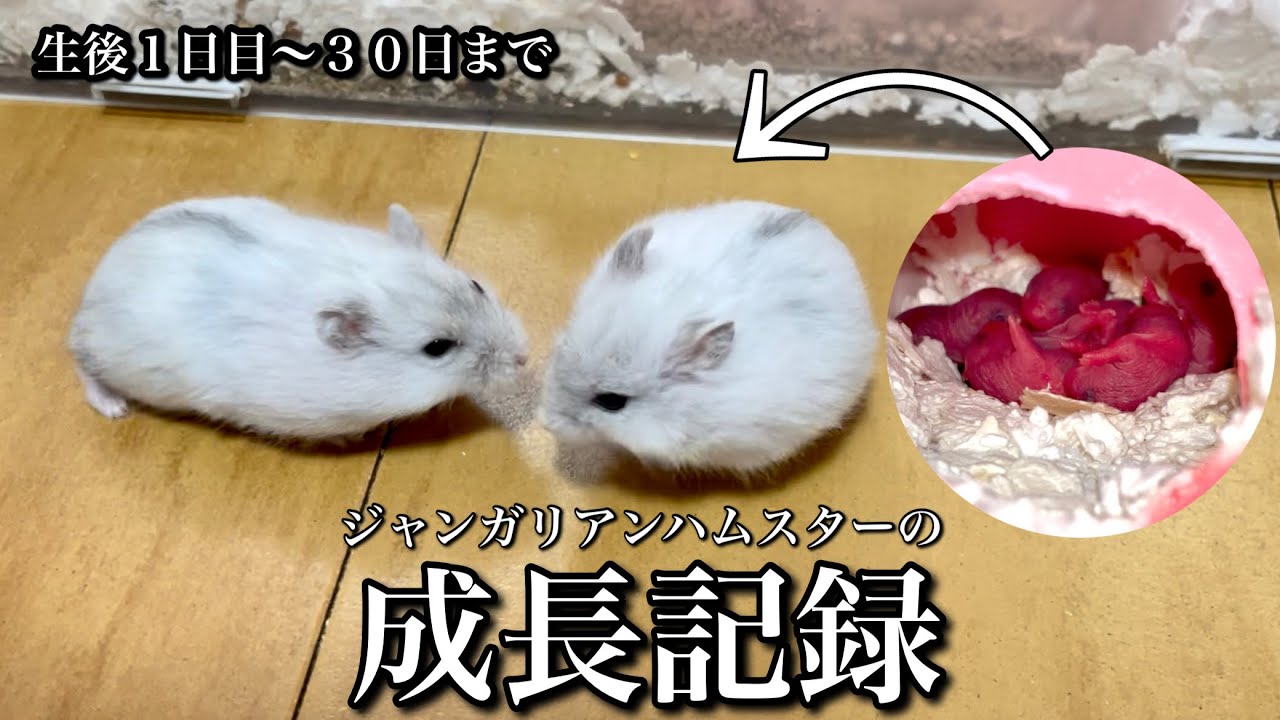 ジャンガリアンハムスターの成長記録 〜生後30日まで〜