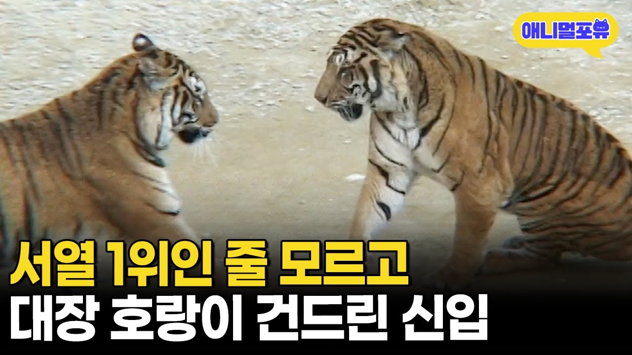 아무것도 모르는 신입 호랑이.. 대장을 건드리다ᄃᄃㅣKBS 주주클럽 080316 방송