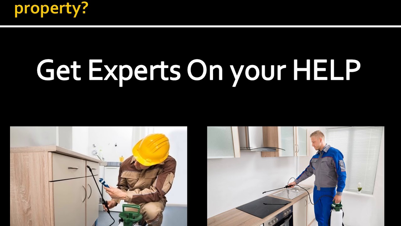 Coppell Cockroach Exterminator | Cockroach Exterminator Service in Coppell TX