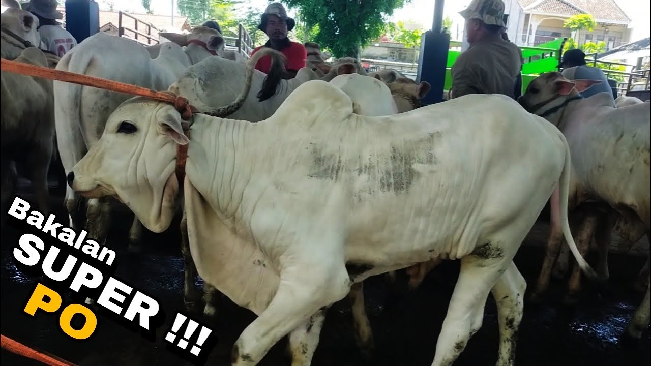HARGA TERBARU ‼️ Ahir TAHUN bakalan sapi PO pasar hewan Argopeni kebumen