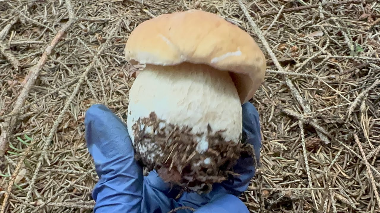 ไฮไลท์สวยๆ (Rerun) เห็ดผึ้งหวาน🇹🇭  Boletus edulis 🇳🇴Steinsopp 🇸🇪 Karl_Johan #porcini