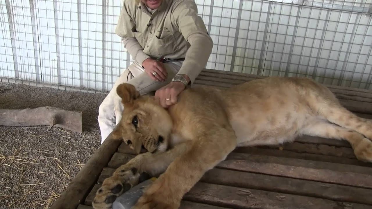 Baby Lions On The Attack