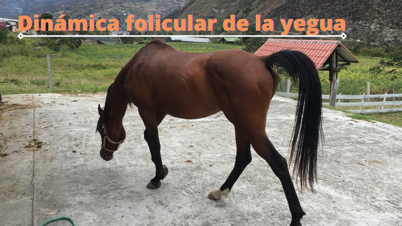 Dinámica folicular de la yegua - segunda parte