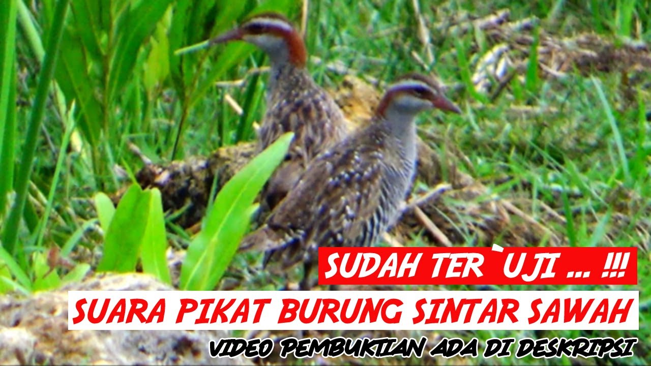 SUARA PIKAT AMPUH DAN JITU BURUNG SINTAR SAWAH 🔴 COCOK UNTUK PIKAT DAN BERBURU