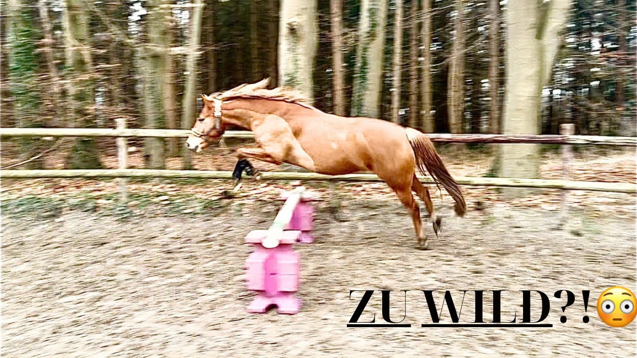 FREISPRINGEN außer Kontrolle 😳 | Happy wird richtig wild!
