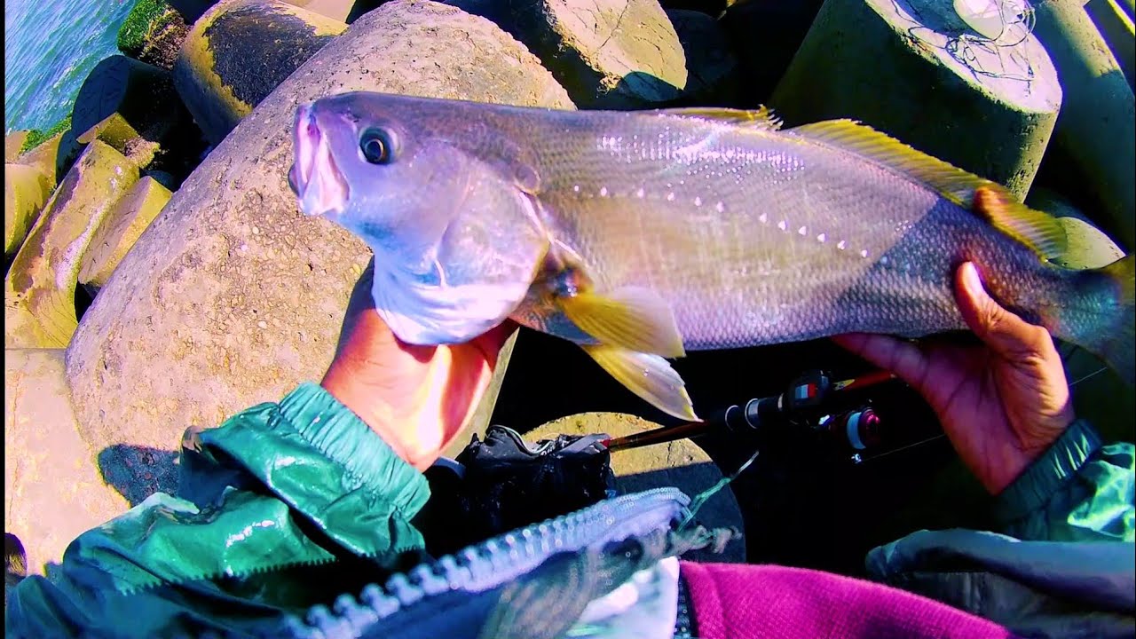 صيد قاروص ولوت اقسم بالله مجزرة شاهد الفيديو للنهاية_See Bass Fishing