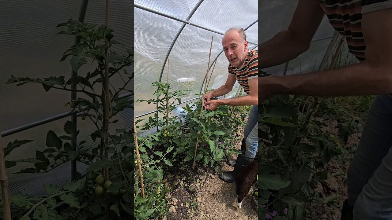 Tomatoes grow quickly 🍅 