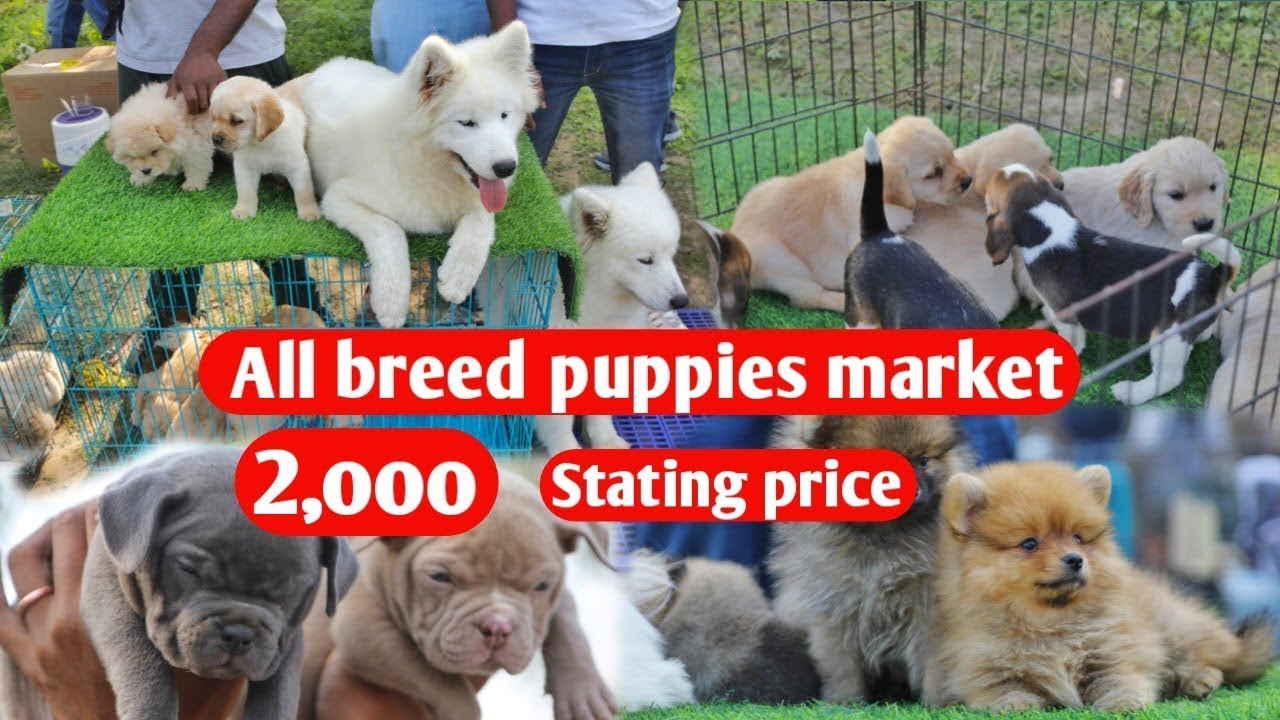 Cheapest Dog Market in Delhi || Dog Price list in India